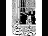 Sandeepany Ashram Cat