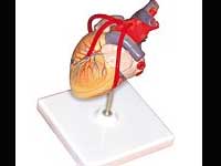 Diet For Healthy Heart- Some Misconcepts Diet For Healthy Heart- Some Misconcepts