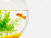 The Fish In The Bowl
