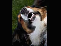 Canine Oral Care
