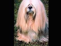 Clean Your Pet's Hair The Easy Way Clean Your Pet's Hair The Easy Way