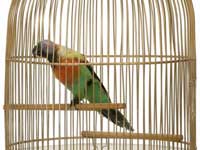 Own A Pet Bird