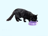 Kitten Food