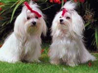Dog Health Symptoms
