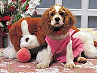 Make Your Doggy Look Stylish Make Your Doggy Look Stylish