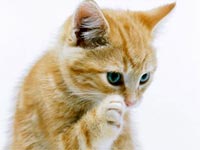 Get Rid Of 'Feline Alopecia' In Cats