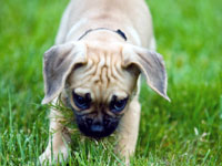 Dog Obedience Training