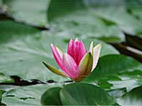 The Right Moment-Osho The Right Moment-Osho