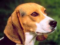 Pet Dog Odour Makes Your Home Smell Pet Dog Odour Makes Your Home Smell