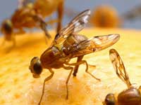 Get Rid Of Fruit Flies In Your Home Get Rid Of Fruit Flies In Your Home