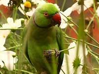 Teach Parrot Talk