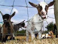 Eid-al Adha/Bakrid-Goat Sales Decline Eid-al Adha/Bakrid-Goat Sales Decline