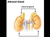 Adrenal Glands Tumour Symptoms And Test Adrenal Glands Tumour Symptoms And Test