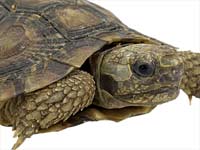 Pet Turtle Care Tips Pet Turtle Care Tips
