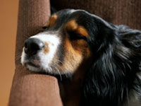 Pet Dog's Are More Than Just Friends Pet Dog's Are More Than Just Friends