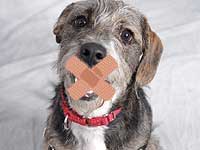 Dog Bark