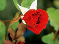 Red Rose Care And Gardening Tips Red Rose Care And Gardening Tips