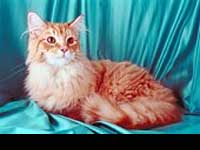 The Loudest Cat Jumps Into The Guinness Records