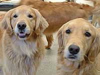 Prevent Your Pets From Killer Germs Prevent Your Pets From Killer Germs
