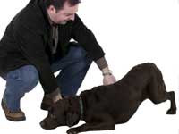 Flea Home Remedies
