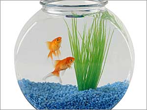 Tips For Setting Up An Aquarium Tips For Setting Up An Aquarium