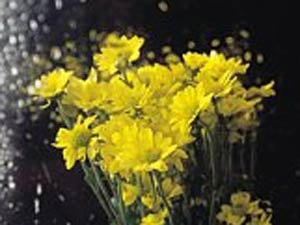 Top Monsoon Plants For Your Garden - II Top Monsoon Plants For Your Garden - II
