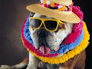 Pet Safety Tips For Monsoon Pet Safety Tips For Monsoon