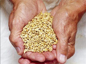 Barley Water Benefits To Health Barley Water Benefits To Health