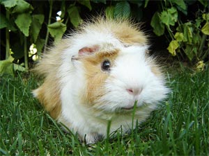 Guinea Pig Pet