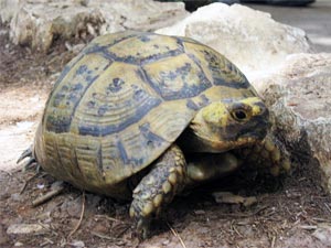Russian Tortoise – Tips For Diet & Care Russian Tortoise – Tips For Diet & Care