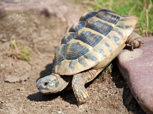 Hermann Tortoise - Diet & Shelter Tips Hermann Tortoise - Diet & Shelter Tips