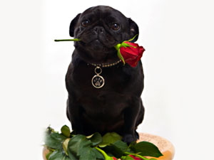 Cute Pug