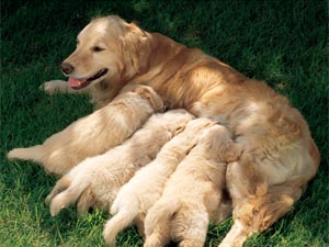 golden retriever gestation golden retrievers all information you need boldsky golden retriever gestation golden retrievers all information you need boldsky
