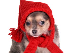 Dog Winter Care