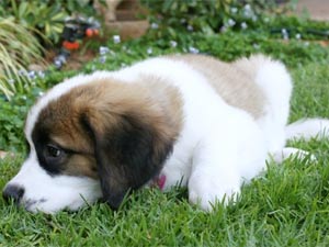 Saint Bernard