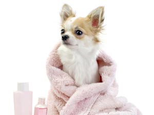 Common Winter Health Problems Of Dogs! Common Winter Health Problems Of Dogs!