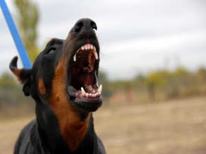 Aggressive Dog Behavior
