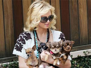Celebrities Pets
