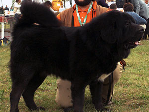 5 Of The World's Most Expensive Dogs 5 Of The World's Most Expensive Dogs
