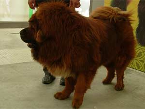 Tibetan Mastiff