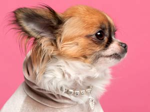 Expensive Swarovski Crystals For Pets