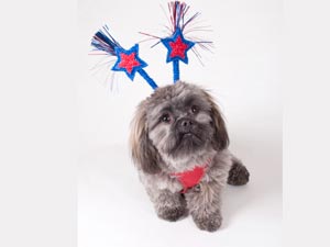 Help Your Dog Cope With Diwali Sounds Help Your Dog Cope With Diwali Sounds