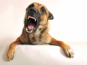 The Top 5 Most Dangerous Dog Breeds! The Top 5 Most Dangerous Dog Breeds!