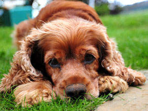 Top 5 Versatile Dog Breeds Top 5 Versatile Dog Breeds