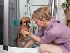 Care For Female Dog In Menstruation Care For Female Dog In Menstruation