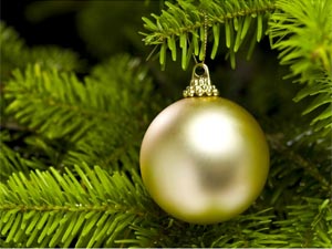 Top 5 Christmas Tree Types Top 5 Christmas Tree Types
