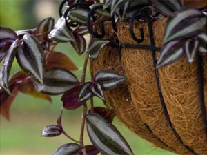 5 Foliage Plants For A Colourful Garden 5 Foliage Plants For A Colourful Garden