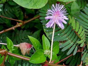 4 Sensitive Plants For A Mobile Garden! 4 Sensitive Plants For A Mobile Garden!