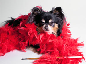 5 Dog Breeds For Teenagers! 5 Dog Breeds For Teenagers!