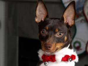 5 Must Have Dog Accessories! 5 Must Have Dog Accessories!